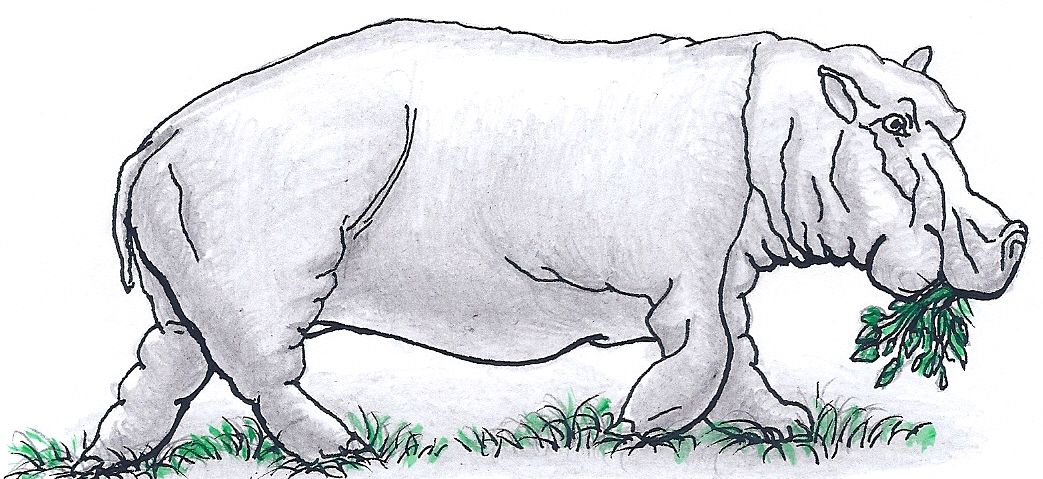 hippo